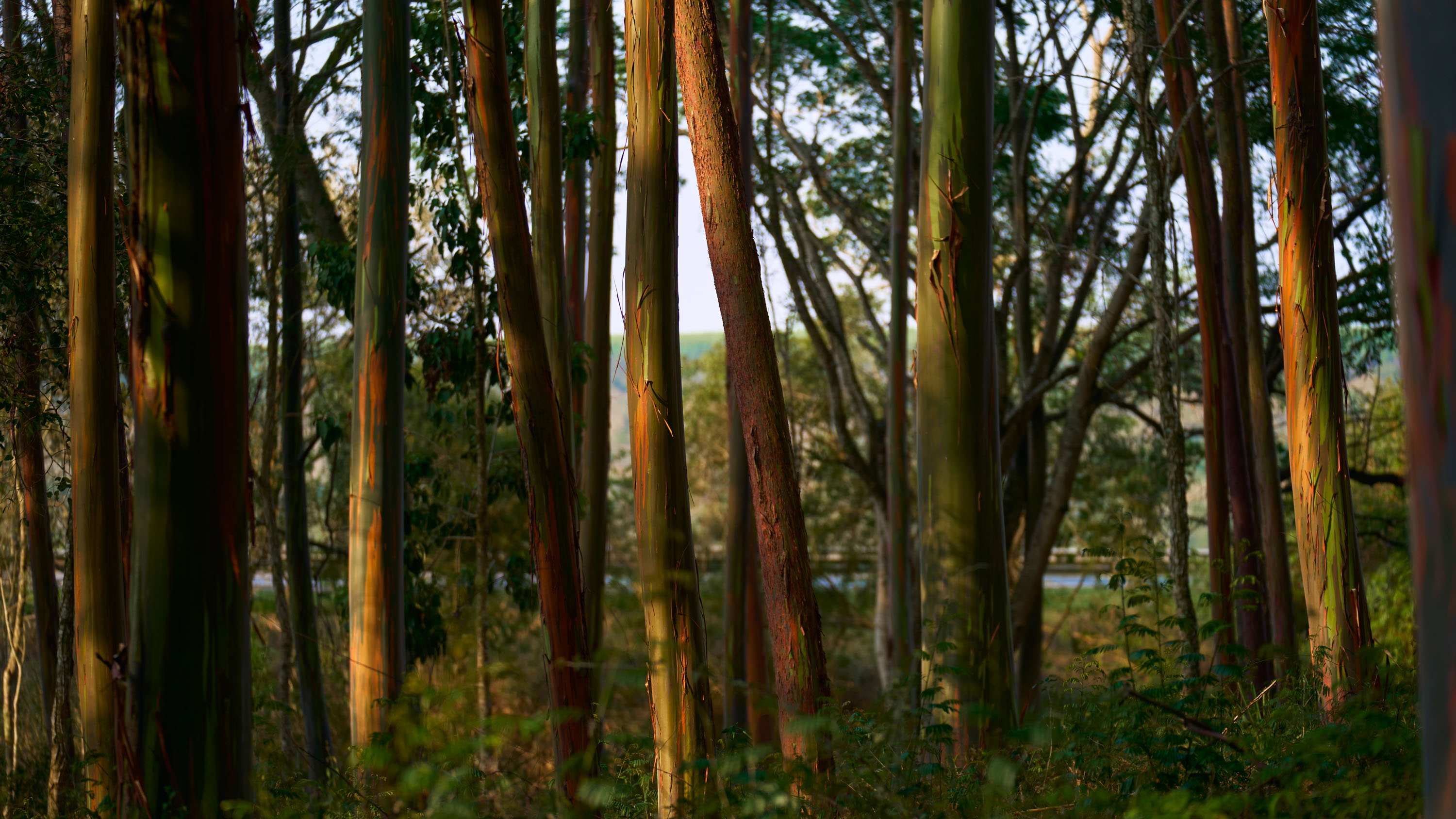 Лес эвкалипта